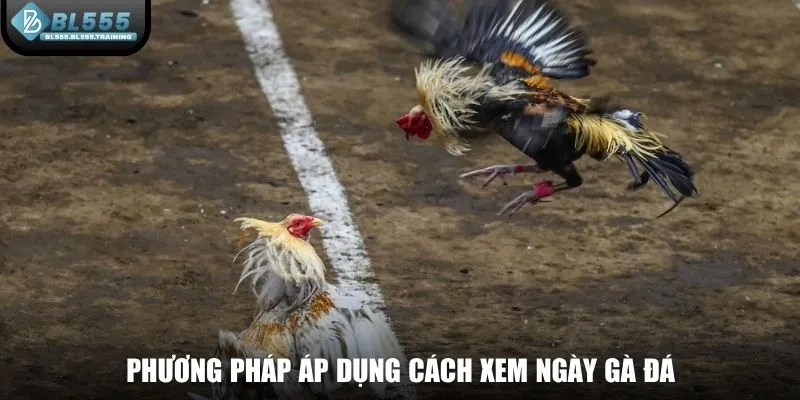Phương pháp áp dụng cách xem ngày đá gà